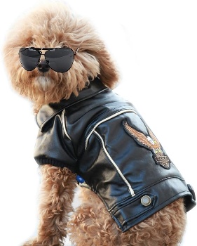 Manteau biker pour chien