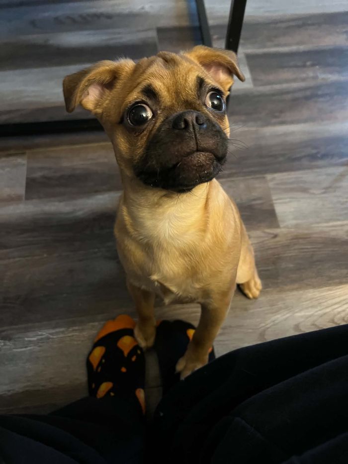 Poutine, la petite sœur de Harley