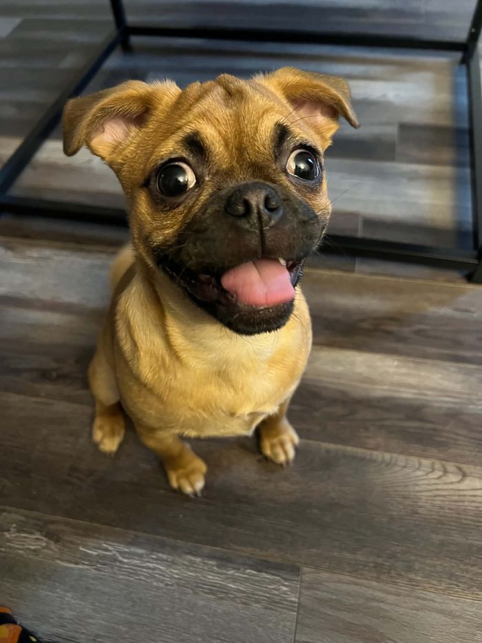 Poutine, la petite sœur de Harley