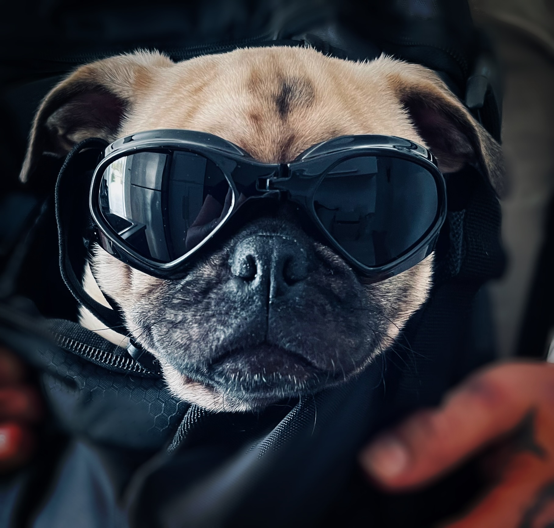 Harley, notre chien motard, avec la Harley-Davidson