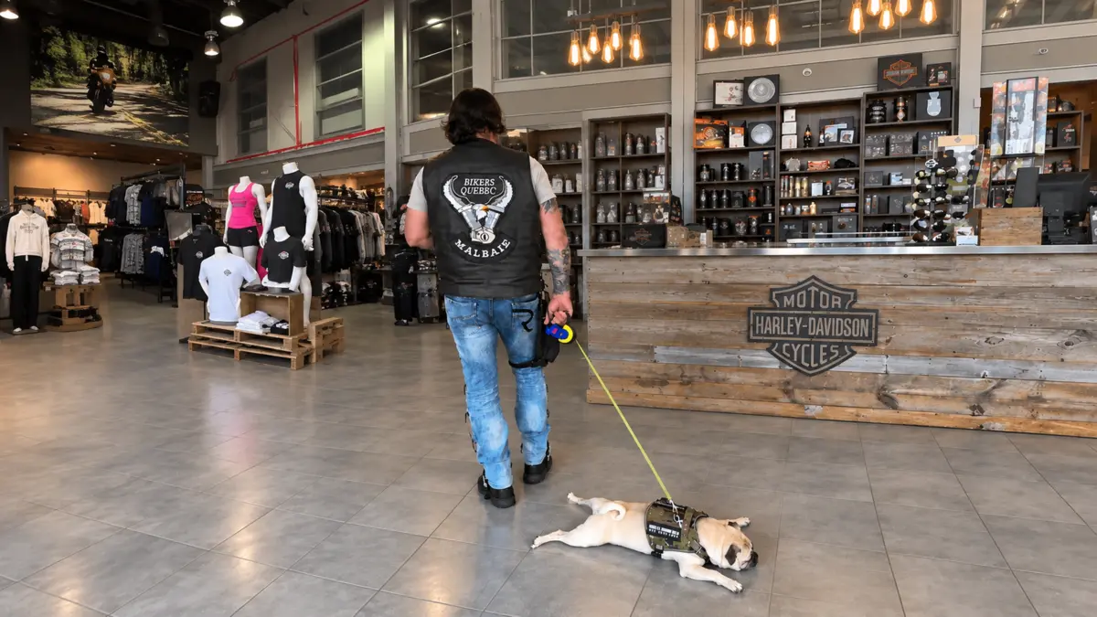 Harley Bikers Dog étendu confortablement dans la boutique Bécancour Harley-Davidson