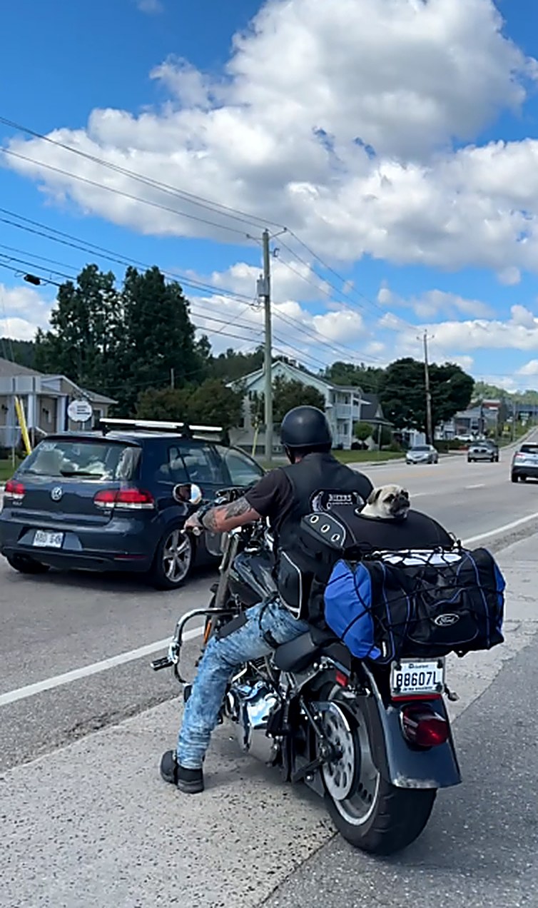 Harley, bien installé dans son sac de transport, prêt pour la Ride de Filles.